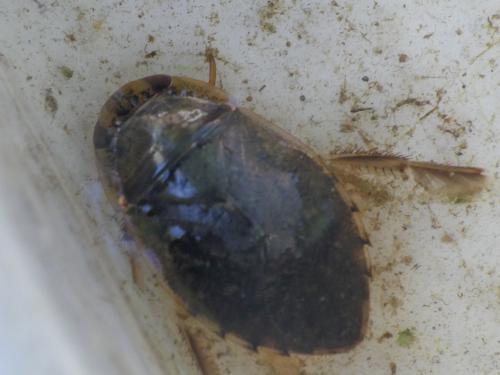 Ilyocoris cimicoides
